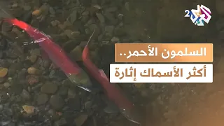وثائقي L السلمون الأحمر أكثر الأسماك إثارة في الطبيعة 