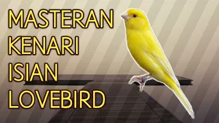 Download MASTERAN KENARI PAUD ISIAN LOVEBIRD MP3