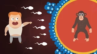 can humans and chimpanzees have babies animal human hybrids explained