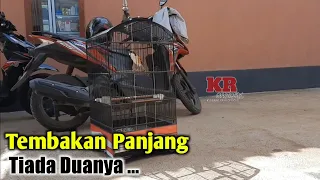 cendet materi gereja ngakak sambung kuntilanak super panjang cocok buat masteran hidup