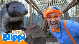 Blippi Visita um Parque Selvagem  🟠 MARATONA DO BLIPPI! 🔵 Vídeos Educativos em Português