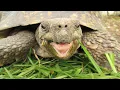 Download Lagu Tortoise And Turtle Sounds - Noises