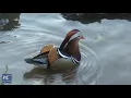 Video di Mandarin duck becomes new star in New York City's Central Park