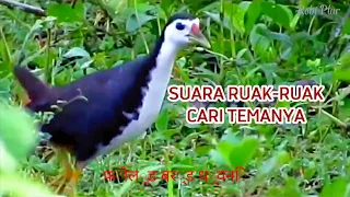 Download 🔴 Suara pikat ruak ruak ampuh, pikat ruak ruak cari teman nya, suara pikat ini terbukti ampuh MP3