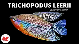 Download Gourami perlé - Trichopodus leerii ✔ MP3