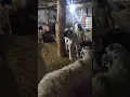 Download Lagu Anne Kangal'dan Anında Müdahale ❤️ Instant Intervention from Mother Kangal