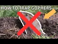 How to Trap Gophers Most DETAILED on YouTube