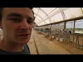 Download Lagu Positive Pressure Ventilation in Calf Barn