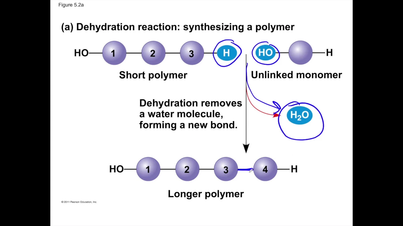 Macromolecules: Carbohydrates and Lipids