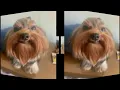 Download Lagu CHEGOU MENSAGEM PRA VOCÊ (toque de celular versão cachorro!)