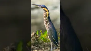 Eurasian Bittern Bird Sound Madhur000 Birds Indian 