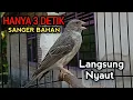Download Lagu Pancingan burung sanger agar bunyi Cepat Ngerol 100% Ampuh.