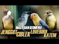 Download Lagu KAPAS TEMBAK GACOR -  CIBLEK - CUCAK JENGGOT - LOVEBIRD