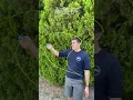 ZipString The next hula hoop jump rope and fidget spinner