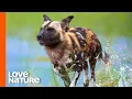 The Genius Way Wild Dogs Outlast Their Prey Love Nature