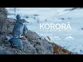 Korora Little Blue Penguin Documentary RNZ