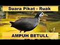 Download Lagu Suara pikat ruak ruak mp3. #pikat #pikatruakruak #ruakruak #palingampuh #wakwak #suaraburung #suara