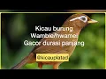 Download Lagu Wambi gacor durasi panjang || suara masteran hwamei || wambi masteran || wambi  @Kicau Plat AD
