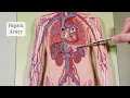 Blood Vessels in Flat Man Model - Updated