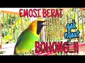 Download Lagu CUCAK RANTING GACOR COCOK UNTUK MEMANCING EMOSI LAWAN Download Lagu CUCAK RANTING GACOR COCOK UNTUK MEMANCING EMOSI LAWAN