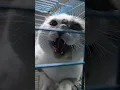 Download Lagu How to deal with angry cat and ferocious cat 🐈 part 7