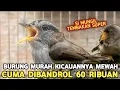 Download Lagu SIAPA SANGKA KEDUA BURUNG KECIL INI MEMPUNYAI SUARA MEWAH CILILIN AJA LEWAT !!!
