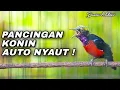 Download Lagu PANCINGAN KONIN GACOR FULL ISIAN COCOK BUAT MENAIKKAN EMOSI LAWAN AGAR CEPAT NAGEN NGOBRA