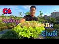 Download Lagu Cá Chép Nướng Bẹ Chuối Và Đi Nhận Cá Chuẩn Bị Ăn Mừng 100N Người Đăng Ký / Chuyện Của Đại