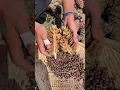 Download Lagu Fresh pine cones are covered with pine oil Very difficult to open Pine nuts The taste of the mountai
