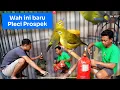 Download Lagu ANAKAN PLECI MERAPI YANG SAYA LAMA ININGKAN!(SEMOGA NANTI NEMBAK DAWA DAWA KAWAN😁👌🏻).