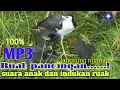Download Lagu Suara anakan Burung Ruak Ruak, memanggil Induk Ruak