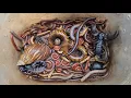 Fantastic Catch Venomous Scorpion Giant Millipede Snail Small Red Millipede Mealworm Centipede