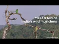 The Great Indian Forest Orchestra | Listen to the Magical Bird Sounds of India |@RoundglassSustain