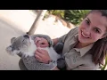 Download Lagu Cutest Koala Compilation Ever