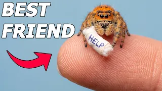 I Rescued an Injured Spider He Became my Best Friend