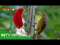 Download Lagu Birds Of Indonesia | Most Beautiful Birds in Indonesia You’ll Be Surprised! | BBTV Official