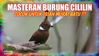 Download Isian Untuk Burung Murai Batu || Masteran Suara Burung Cililin MP3