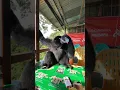 Download Lagu Siamang begitu bersahabat dengan pengunjung | Gunung Geurutee | Aceh Jaya #wisataaceh #siamang