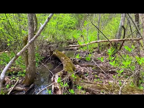 Video Ground JJJ creek and little spring