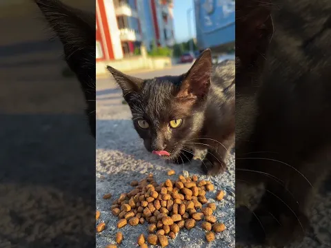 Muzaffer Diye Seslenince Koşarak Gelen Sevimli Kedi Görenleri Şaşırtıyor #shorts
