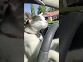Download Lagu Kucing menyetir Mobil 🐱🚗 #shorts  #kucing #lucu #youtubeshorts #nyetirmobil #cat