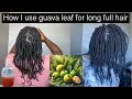 Download Lagu HOW TO USE GUAVA LEAF FOR LONG FULL HAIR /HAIR GROWTH WITH GUAVA LEAF