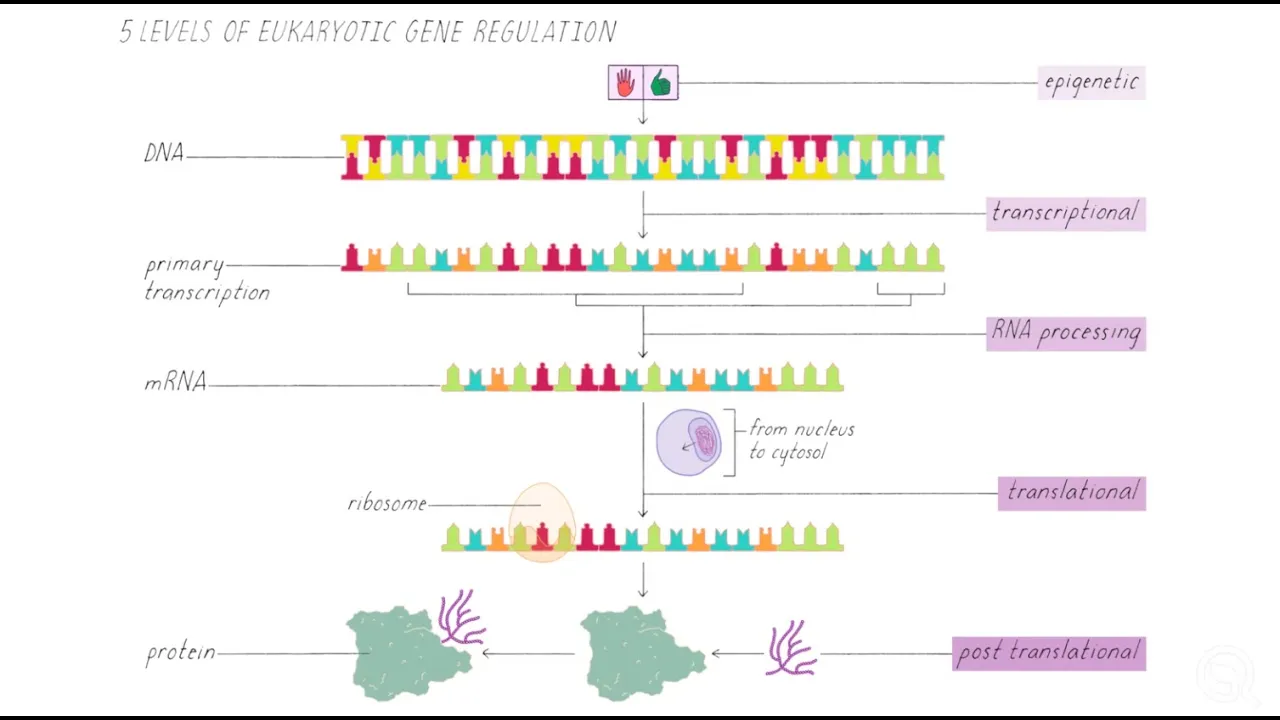 What is Gene Regulation?