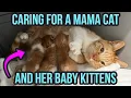 How to Care for a Mama Cat Kittens 3 Top Tips