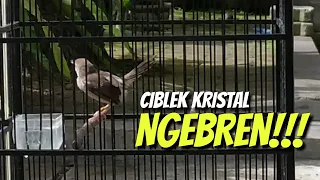 masteran ciblek kristal ngebren durasi panjang