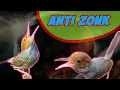 Download Lagu Pikat Prenjak Kepala Merah Anti zonk || SUARA BURUNG CSC