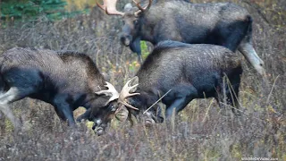 Bull Moose Rivals Test their Rut Battling Skills