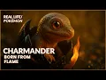 Real Life Pokemon Charmander Born From Flame Pokemon Documentary