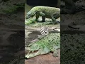 Lagu Komodo vs buaya#shorts#feedshorts#komodo#buaya