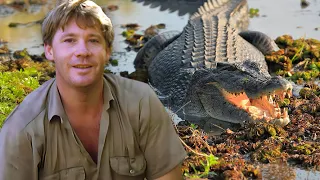 Steve Irwin Presents Crocodiles Down Under